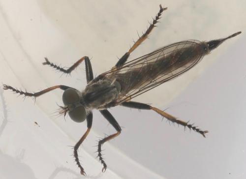 Réf. 326 911 : Cerdistus erythrurus
